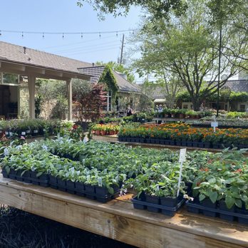 Tiny Boxwoods - Flowers to purchase - New American Near Me - Houston, Texas Tiny Boxwoods - Flowers to purchase - New American Near Me - Houston, Texas