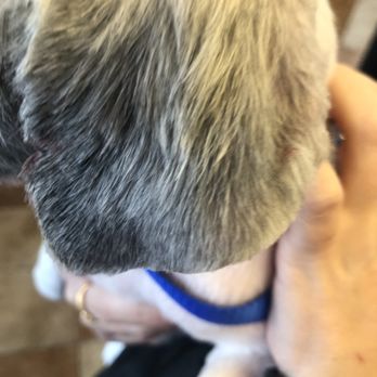 PetSmart - Ear laceration photo 1 - taken at pick up. - Pet Training Near Me - Charlotte, North Carolina PetSmart - Ear laceration photo 1 - taken at pick up. - Pet Training Near Me - Charlotte, North Carolina