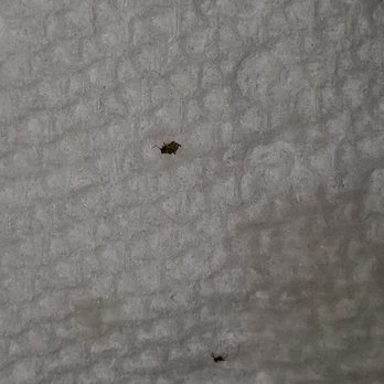 Tokyo 26 - The bugs he asked me to pick out of the soup because he didn't believe me and thought I seen sesame seeds. - Japanese Near Me - Sioux Falls, South Dakota