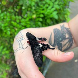 Butterfly Pavilion - Butterfly landed on my hand!