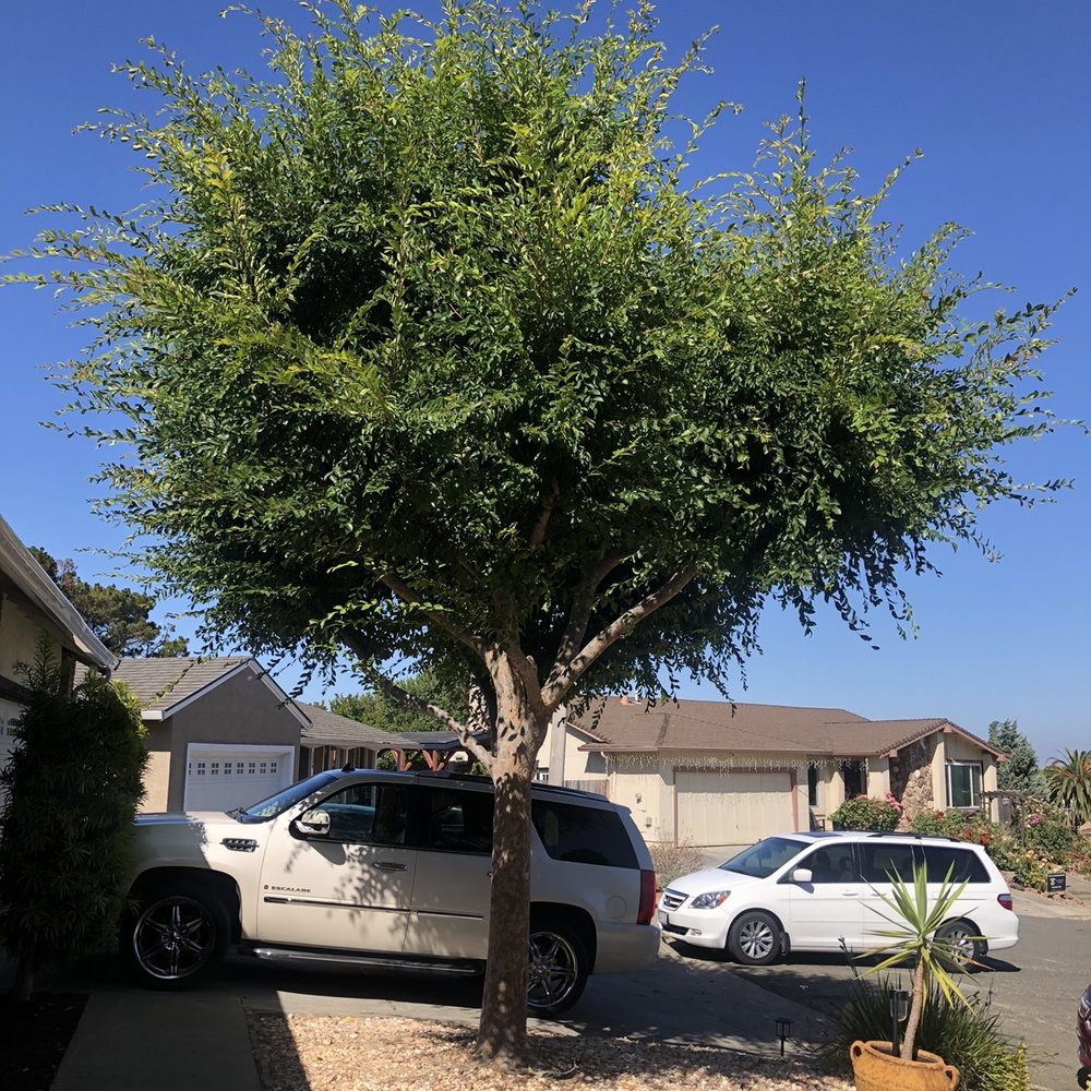 A Blessing Tree Service & Hauling - BEFORE - Tree Services Near Me A Blessing Tree Service & Hauling - BEFORE - Tree Services Near Me