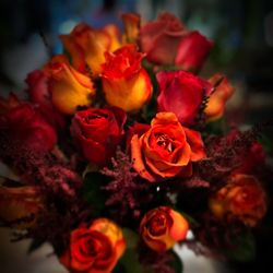Rosa Rosa Flowers - Meet the Browns!
