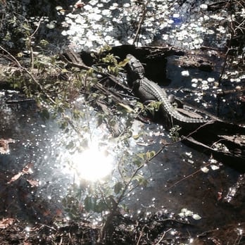 Brazos Bend State Park - Daughter spotted this baby near elm lake - Parks Near Me - Needville, Texas Brazos Bend State Park - Daughter spotted this baby near elm lake - Parks Near Me - Needville, Texas
