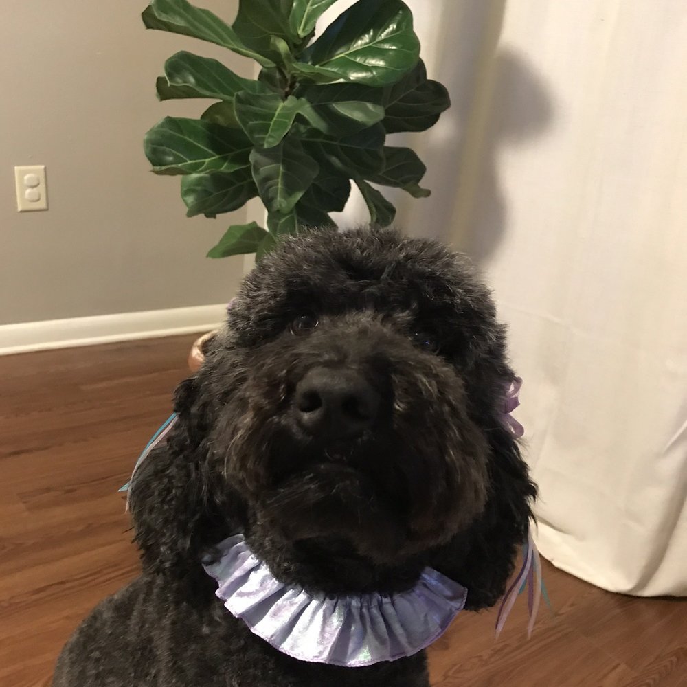 Picture Perfect Grooming - Perfect Doodle Cut - Pet Groomers Near Me - Clarksville, Tennessee Picture Perfect Grooming - Perfect Doodle Cut - Pet Groomers Near Me - Clarksville, Tennessee