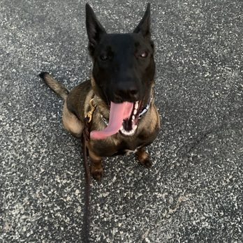 Sheepdog K9 Consulting - After only two weeks. - Pet Training Near Me Sheepdog K9 Consulting - After only two weeks. - Pet Training Near Me