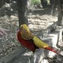 Photo of Emerald Forest Bird Gardens
