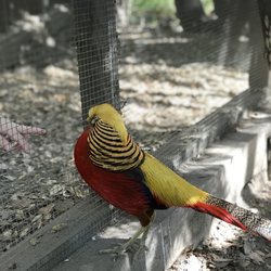 Emerald Forest Bird Gardens - Golden red pheasant