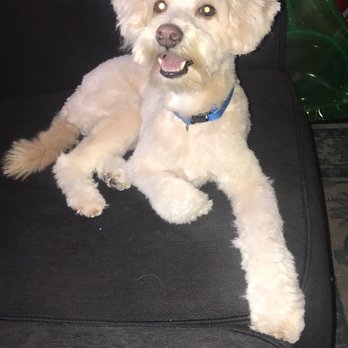 Doggie Dos - Pet Groomers Near Me - La Mesa, California Doggie Dos - Pet Groomers Near Me - La Mesa, California