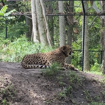 Naples Zoo - Zoos Near Me - Naples, Florida