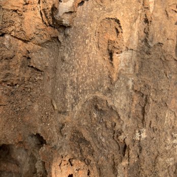 Cheryl's Pest Defense - Termites have found a home - Pest Control Near Me Cheryl's Pest Defense - Termites have found a home - Pest Control Near Me