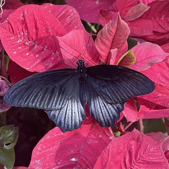 Tucson Botanical Gardens - Butterfly - Botanical Gardens Near Me - Tucson, Arizona