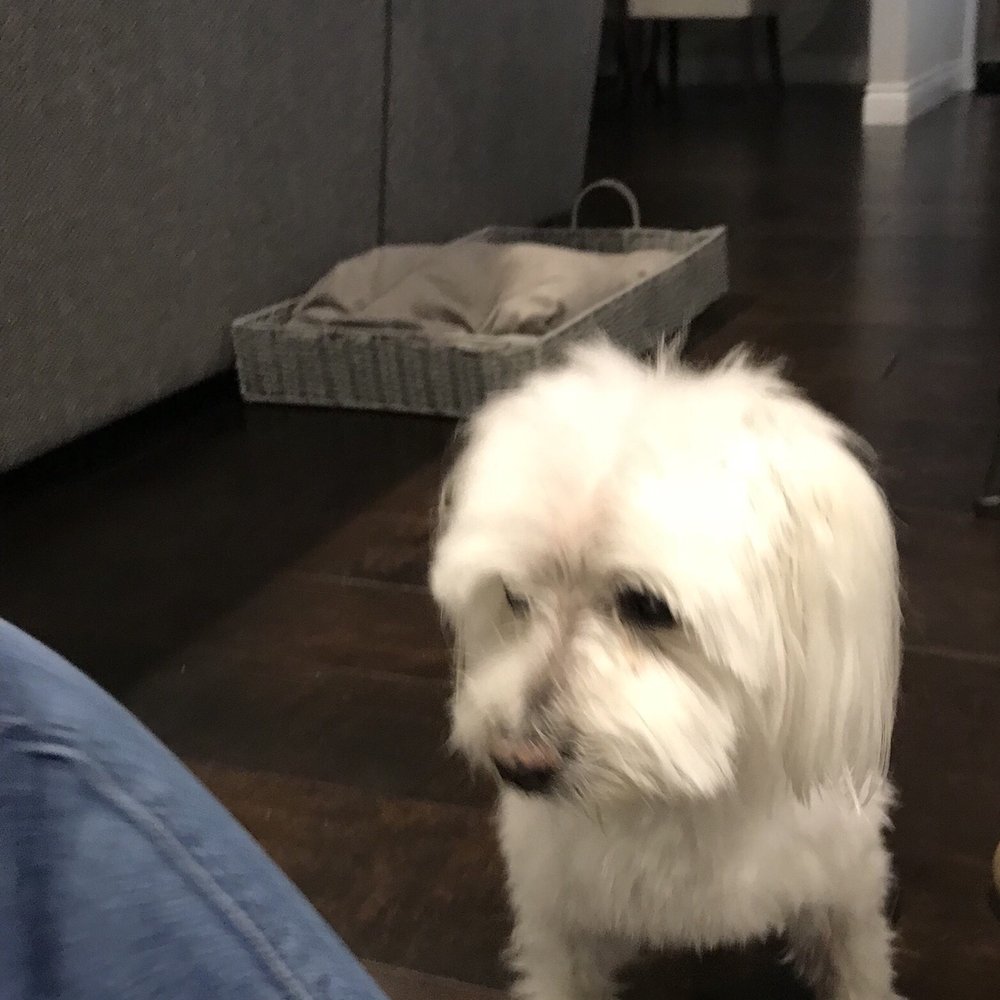 Calling All Paws - Pet Groomers Near Me - Las Vegas, Nevada Calling All Paws - Pet Groomers Near Me - Las Vegas, Nevada