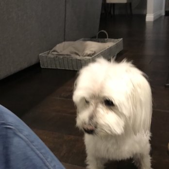 Calling All Paws - Pet Groomers Near Me - Las Vegas, Nevada