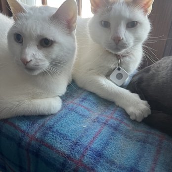 WellHaven Pet Health - Our cats - Veterinarians Near Me - Minnetonka, Minnesota WellHaven Pet Health - Our cats - Veterinarians Near Me - Minnetonka, Minnesota