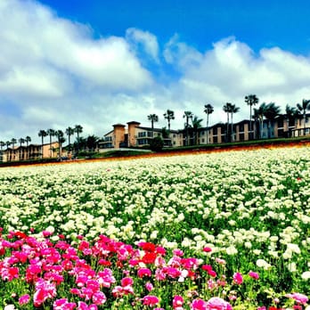 The Flower Fields - Venues & Event Spaces Near Me - Carlsbad, California