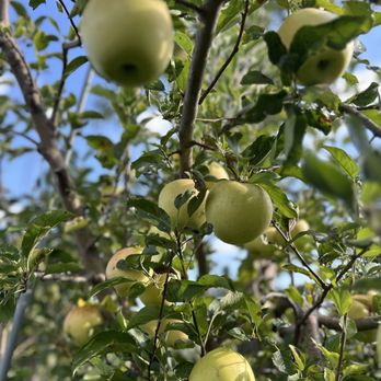 Honey Hill Orchard - Multiple green apples are growing on a tree with green leaves, with some apples in focus and others blurred in the background. The sky is clear and blue, indicating a sunny day. The image captures the natural setting of an apple orchard. - Fruits & Veggies Near Me - Waterman, Illinois