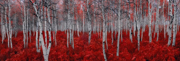 LIK Fine Art by null