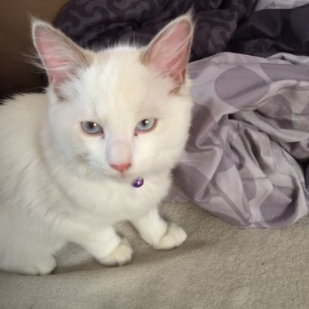 Ragmeister Ragdolls - Pet Breeders Near Me Ragmeister Ragdolls - Pet Breeders Near Me