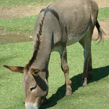 Olympic Game Farm - burro - Zoos Near Me - Sequim, Washington Olympic Game Farm - burro - Zoos Near Me - Sequim, Washington