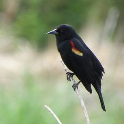 Wendell Moore Park - Red-winged Blackbird