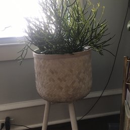 Plant with stand Plant with stand