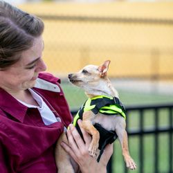 Uptown Hounds