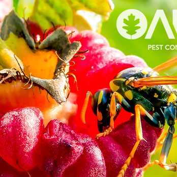 Oak Pest Control - wasp in a flower - Pest Control Near Me Oak Pest Control - wasp in a flower - Pest Control Near Me