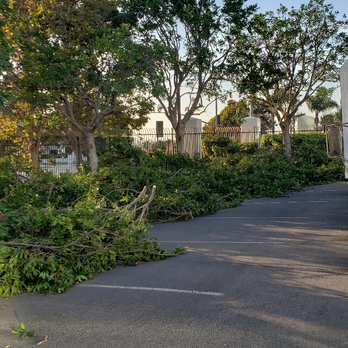 Romero's Tree Service - Tree Services Near Me Romero's Tree Service - Tree Services Near Me
