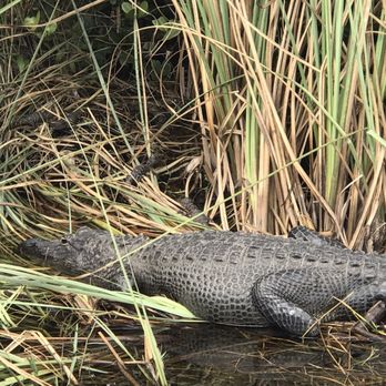 gator park - Baby gators! - Boat Tours Near Me - Miami, Florida gator park - Baby gators! - Boat Tours Near Me - Miami, Florida