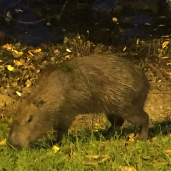 Lagoa Rodrigo de Freitas - The biggest rodent ever, a huge wild capybara, was less than 4 feet from the lakeside path. Harmless & docile if a bit freaky. - Lakes Near Me - Rio de Janeiro, RJ