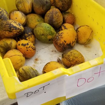 Excalibur Fruit Trees - Dot - Nurseries & Gardening Near Me - Lake Worth, Florida