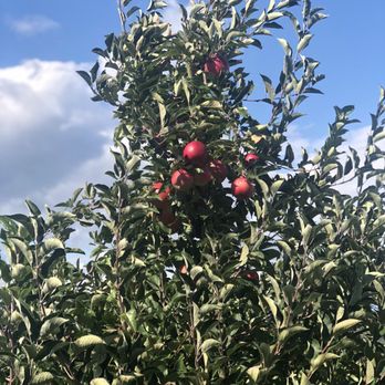 Masker Orchards - This looked like one of the tallest apple trees! Fruit was out of reach ... Damn - Fruits & Veggies Near Me - Warwick, New York