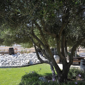 Robert Renzoni Vineyards - Grassy knoll in the back with a view... - Wineries Near Me - Temecula, California