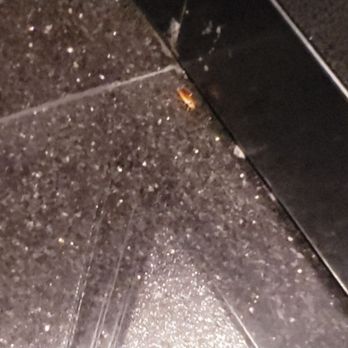 Planet Fitness - Roach in womens locker room. - Gyms Near Me - Oakland, California Planet Fitness - Roach in womens locker room. - Gyms Near Me - Oakland, California