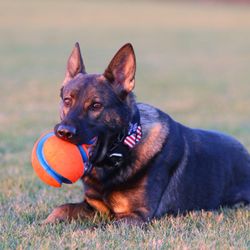 K9 Gunner Tactical - Always fun to have at K9 Gunner Tactical!