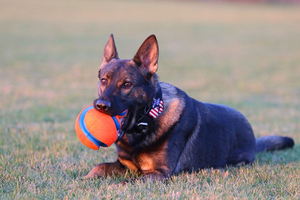 K9 Gunner Tactical Image
