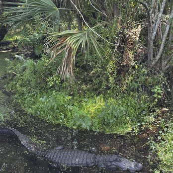 Jungle Adventures - Tours Near Me - Christmas, Florida Jungle Adventures - Tours Near Me - Christmas, Florida