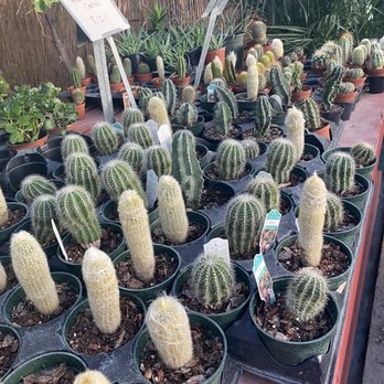 Evergreen Garden - cactus,plants - Nurseries & Gardening Near Me - San Antonio, Texas