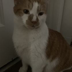 Merrimack River Feline Rescue Society - A Picture of Oren.