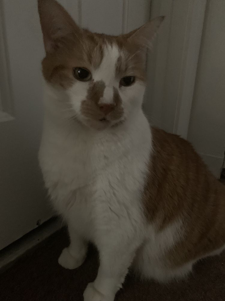 Merrimack River Feline Rescue Society Image