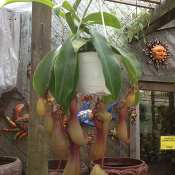 Tom's Thumb by Cornelius Nursery - Pitcher plant - Nurseries & Gardening Near Me - Galveston, Texas Tom's Thumb by Cornelius Nursery - Pitcher plant - Nurseries & Gardening Near Me - Galveston, Texas