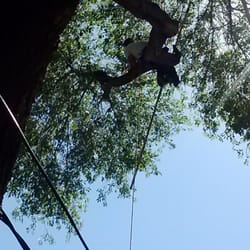 Allmighty Tree Service - Over 20 years climbing experiance