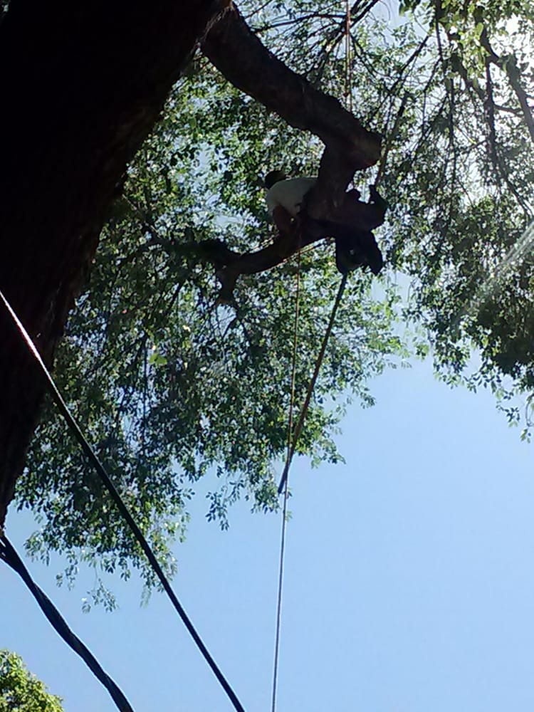 Allmighty Tree Service - tree service in Salt Lake City, UT