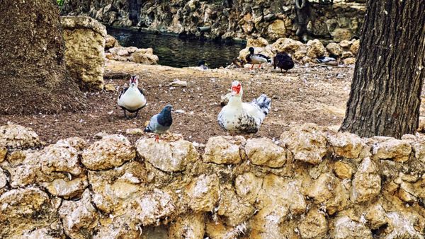 Parque de María Luisa by null