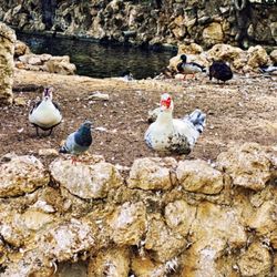 Parque de María Luisa - Vögel im Park (09/2025)