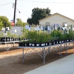 Pollinatives - Lots of plants to choose from!