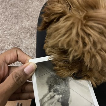 Puppy For Me - Pet Breeders Near Me