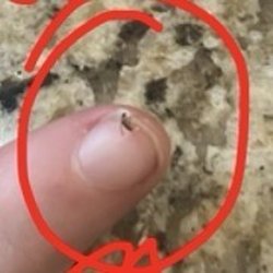 Little Caesars - The bug in my food by the way!