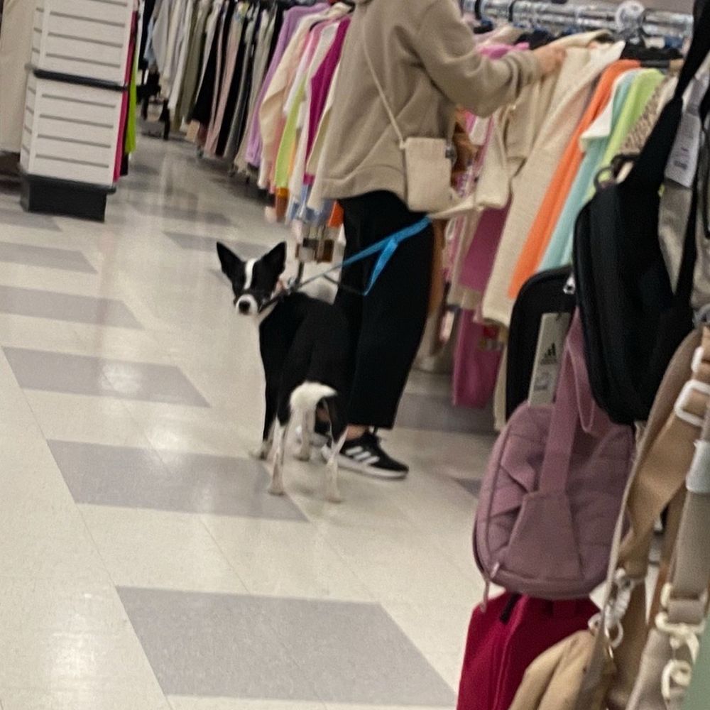 Dog at the store Dog at the store