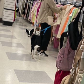 TJ Maxx - Dog at the store - Department Stores Near Me - Santa Clara, California